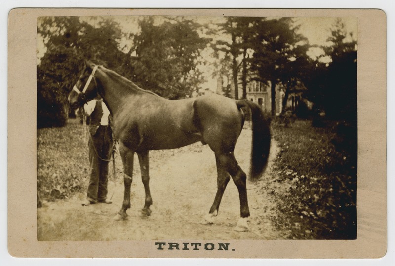 Horse from Ashland Stud, 1884.jpg